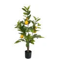 Citrus Tree in Pot 90cm - 1