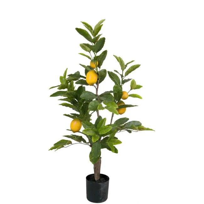 Citrus Tree in Pot 90cm