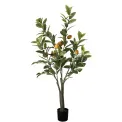 Citrus Tree in Pot 120cm