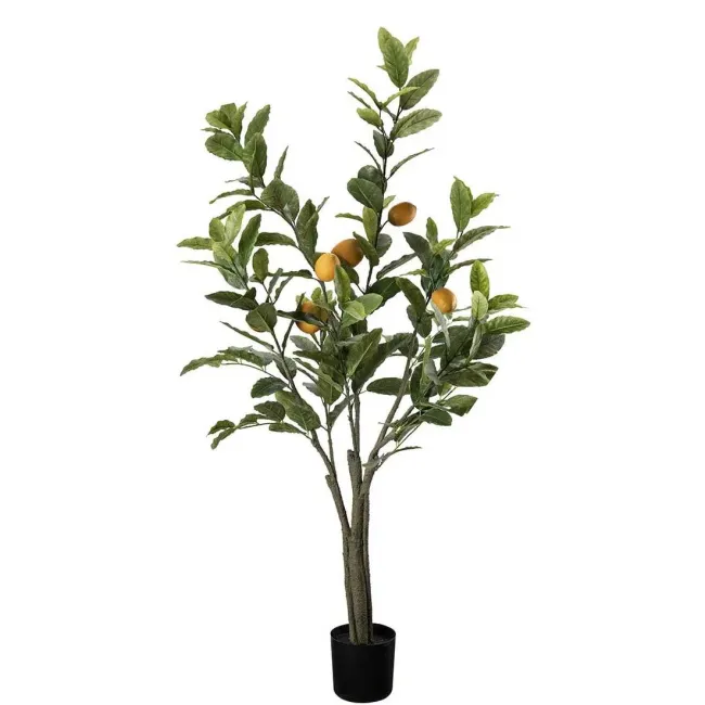 Citrus Tree in Pot 120cm