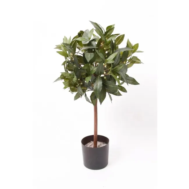 Laurel tree 60cm