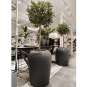Laurel tree 90cm - 2