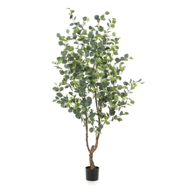 Eucalyptus tree 180cm