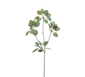 Eukaliptus 90cm