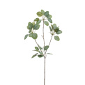 Eukaliptus 90cm - 1