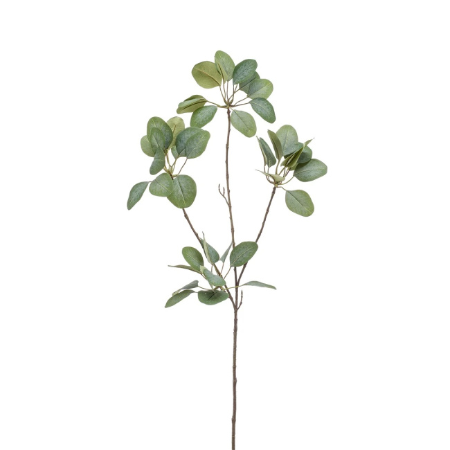 Eukaliptus 90cm