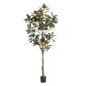 Magnolia tree 210cm - 1