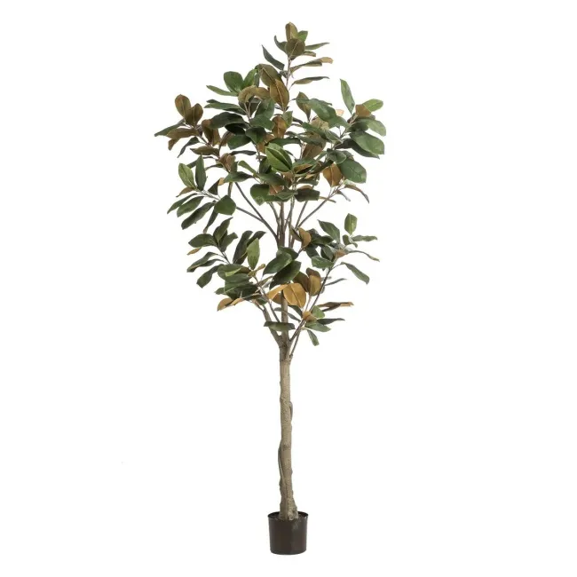 Magnolia tree 210cm