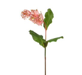 Medinilla 110cm różowa