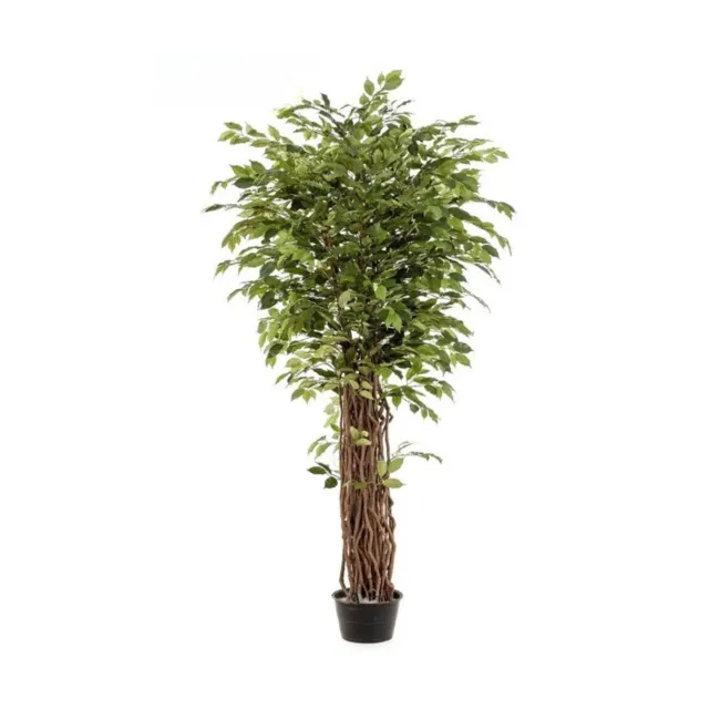 Ficus Benjamina Tree 205cm liana deluxe