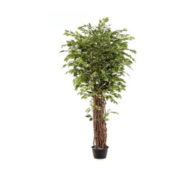 Drzewko Fikus Benjamina 205cm liana deluxe