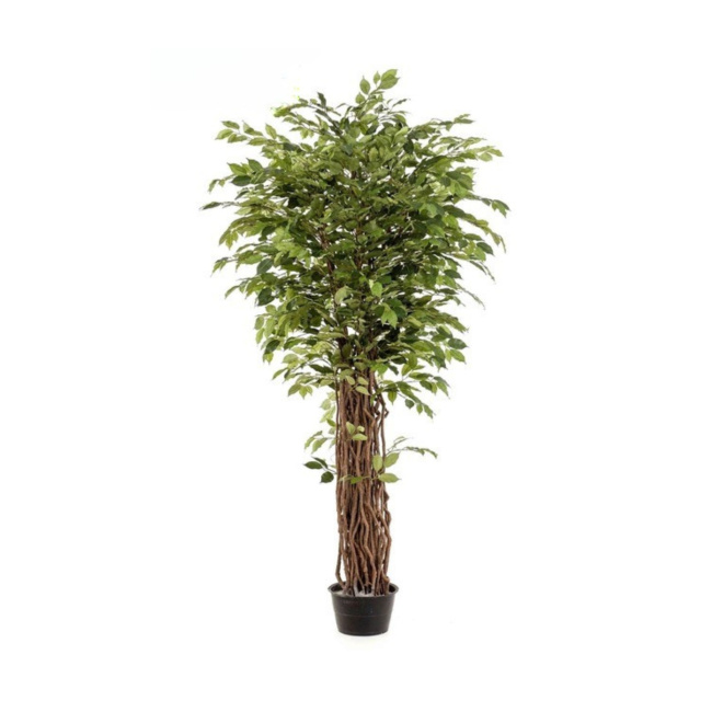 Drzewko Fikus Benjamina 205cm liana deluxe