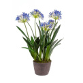 Blue Agapanthus in pot 75cm