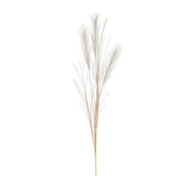 Trawa pompasowa 65cm kremowa