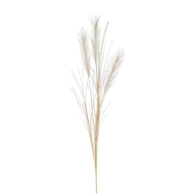 Trawa pompasowa 65cm kremowa