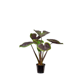 Alokazja w doniczce 130cm