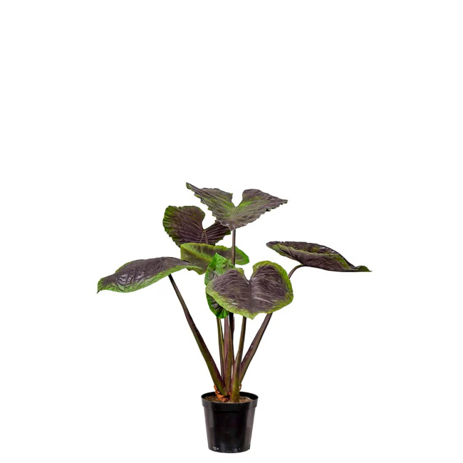 Alokazja w doniczce 130cm