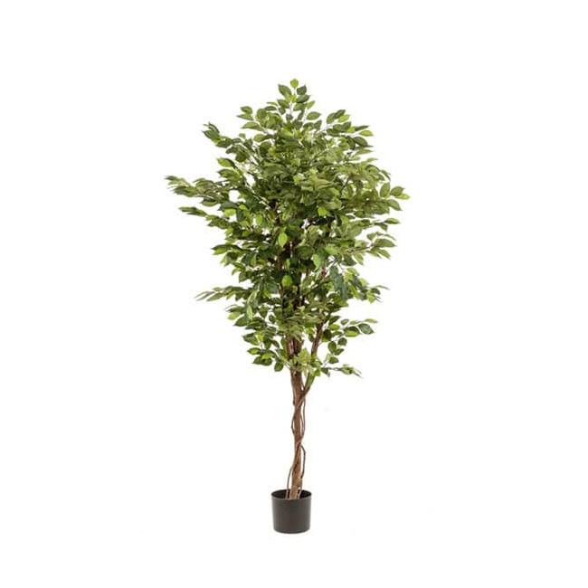 Drzewko Ficus Deluxe Vine 170cm