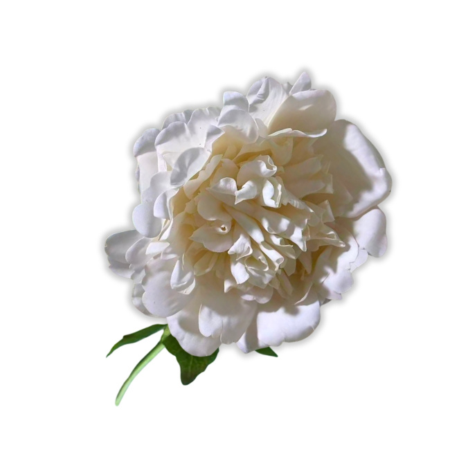 Sztuczna piwonia 56cm beżowa