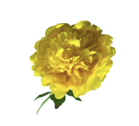 Sztuczna piwonia 56cm ciemnożółta