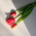Sztuczny tulipan różowy (1szt. mix) - 2