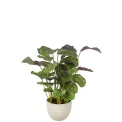 Sztuczna kalatea w donicy 80cm  - 1