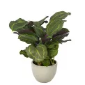 Sztuczna kalatea w donicy 65cm - 1