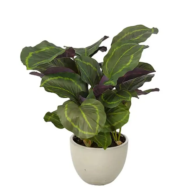 Sztuczna kalatea w donicy 65cm