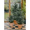 Sztuczne drzewko sosny cedrowej 80cm w doniczce  - 2