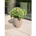 Donica Cactus 37x29cm beige - 2