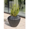 Donica Cactus 28x32cm szeroka anthracite - 2
