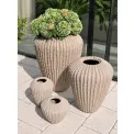 Donica Cactus XL 88x66cm beige - 3