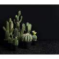 Cactus Decoration 25.5x12.5cm - 2